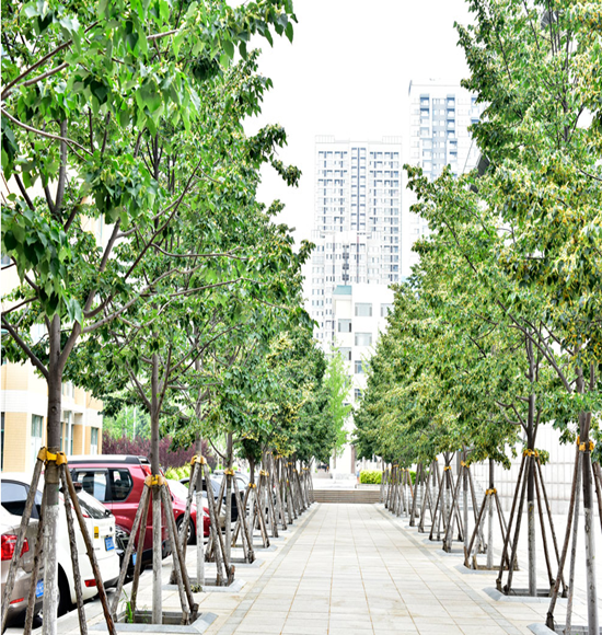 通康园林与潍坊市高新区碧桂园小区合作绿化工程